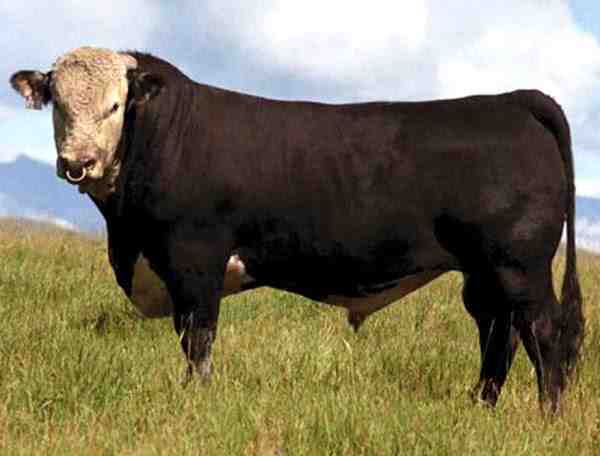 ヘイズコンバーター牛：特性と品種情報