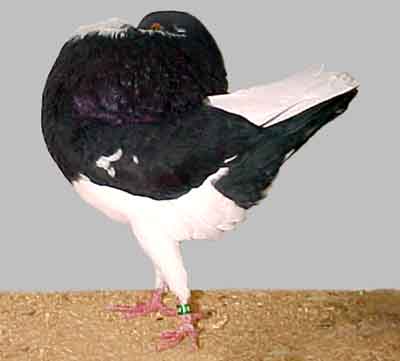 Holle Cropper Pigeon：特性、用途、品種情報