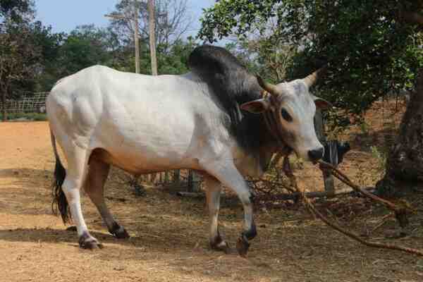 Kherigarh牛：特徴と完全な品種情報