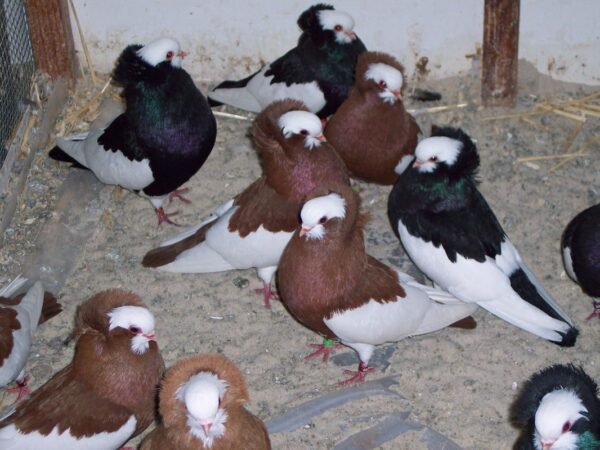 Komorner Tumbler Pigeon：特性と品種情報