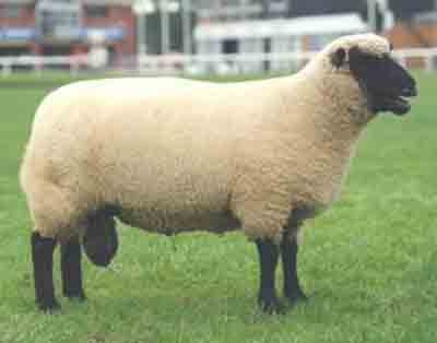 Llanwenog羊：特徴、起源、用途、品種情報