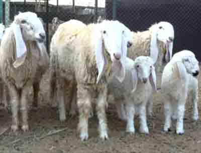 Lohi Sheep：特徴、起源、用途、品種情報