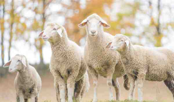 Merinolandschaf Sheep：特性、用途、品種情報