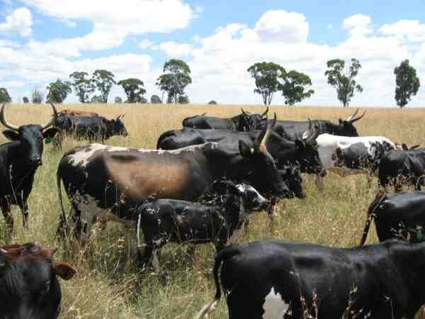 Nguni牛：特徴、用途および完全な品種情報