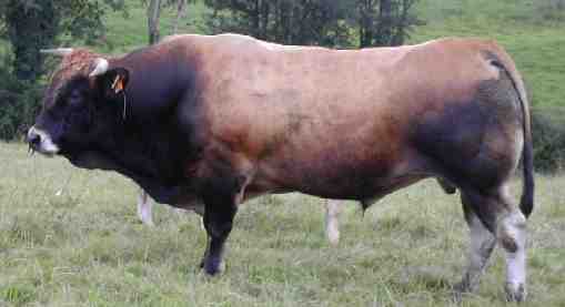 パルテナ牛：特性、用途、および完全な品種情報