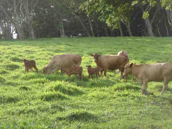 Romosinuano牛：特徴、用途および完全な品種情報