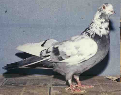 スヴェルドロフスク青灰色斑頭ハト：用途と品種情報