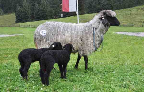Tiroler Steinschaf羊：特徴と品種情報