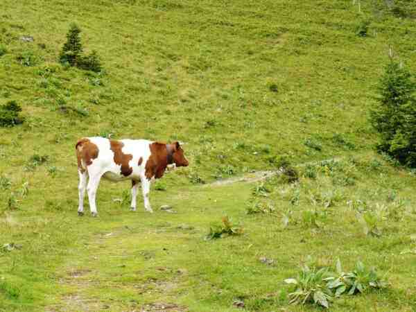 Vorderwald牛：特徴、用途、および完全な品種情報
