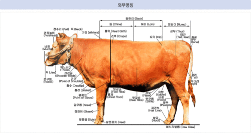 가축 사업 계획 견본