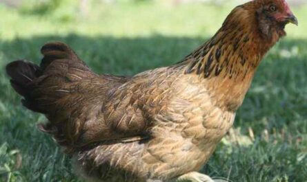 Ameraucana 치킨: 특성, 기질 및 전체 품종 정보