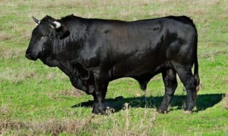 안달루시아 검은 가축 농업: 초보자를 위한 사업 시작 계획