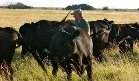 앵거스 가축 농업: 초보자를 위한 사업 시작 계획