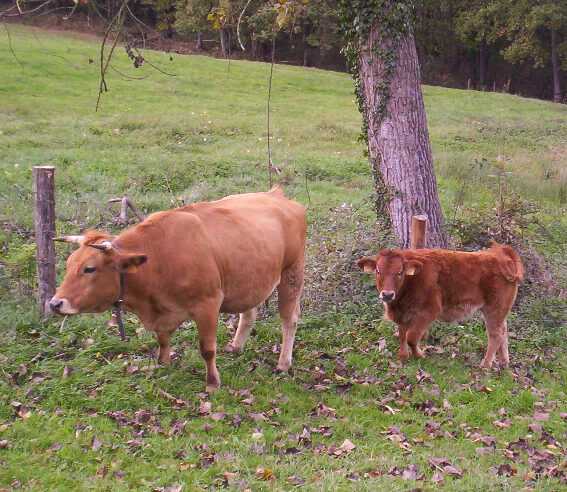 Asturian Valley 가축 사육: 초보자를 위한 사업 시작 계획