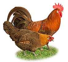 Braekel 닭 농장: 초보자를 위한 사업 시작 계획