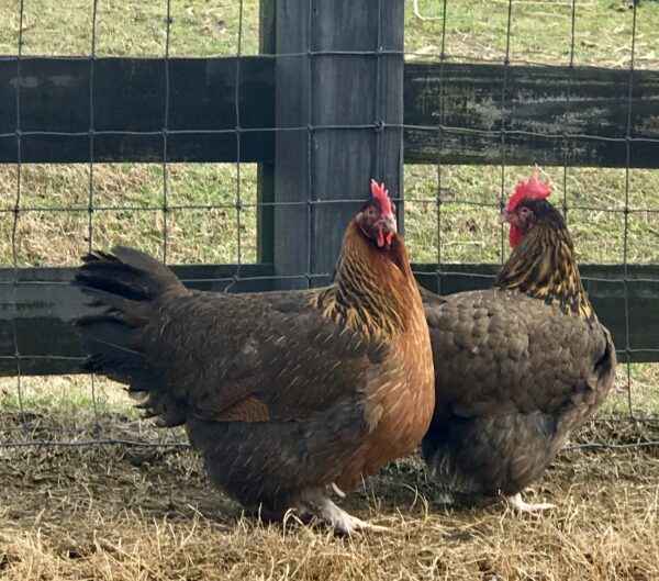 Derbyshire Redcap 닭 농장: 사업 시작 계획
