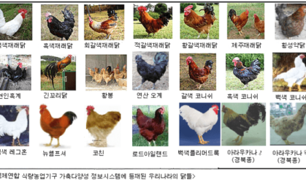가금류의 분류: 닭의 등급, 품종, 품종 및 계통