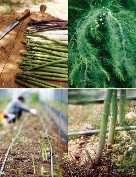 가지 재배: 가정 정원에서 유기농 브린잘 재배