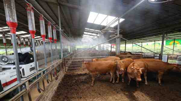 가축 농장을 시작하는 방법: 상업적인 가축 사육 사업