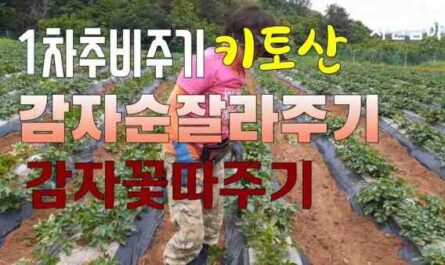 감자 재배: 가정 정원에서 유기농 감자 재배