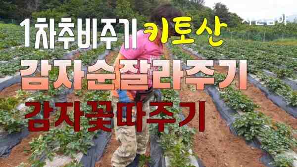 감자 재배: 가정 정원에서 유기농 감자 재배