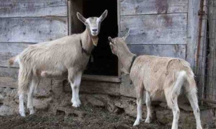건조한 기후를 위한 최고의 유제품 염소: 건조한 기후의 유제품 염소 사육