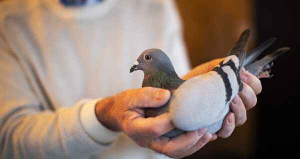 경주 비둘기 경주 : 비둘기 경주의 다른 방법