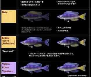 골드 스트라이프 사르디 넬라 물고기: 특성, 식단, 사육 및 용도