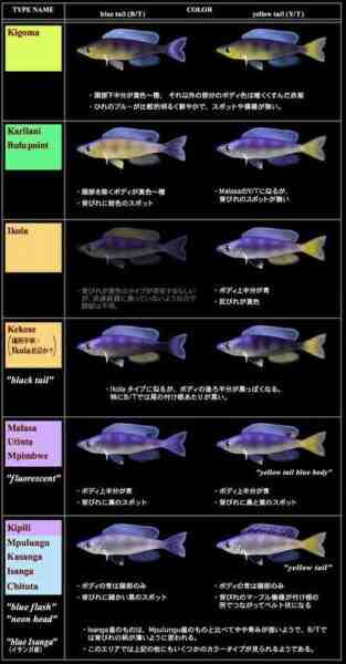 골드 스트라이프 사르디 넬라 물고기: 특성, 식단, 사육 및 용도