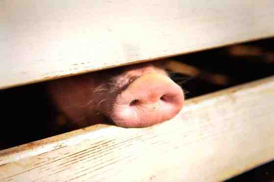 나이지리아 돼지 사육: 초보자를 위한 전체 정보 및 가이드