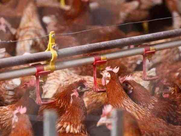 네덜란드 자그마한 닭 농장: 초보자를 위한 사업 시작 계획