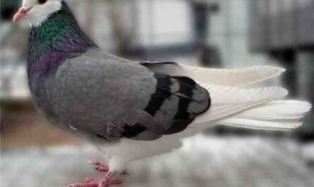 늙은 독일작물비둘기: 특성 및 품종 정보