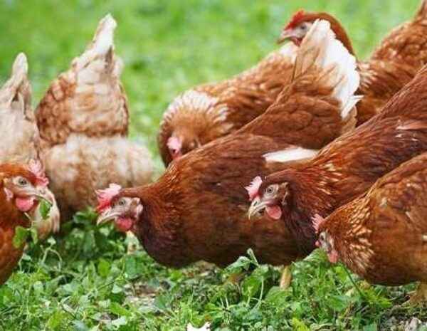 닭 품종 선택: 올바른 닭을 선택하는 방법