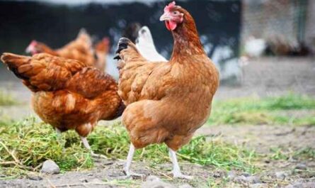 닭과 의사소통: 닭과 의사소통하는 방법