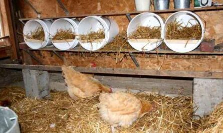 닭을 위한 집에서 만든 둥지 상자: 최대 계란에 필요
