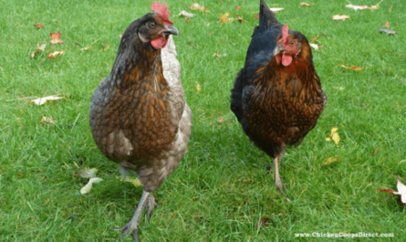 닭장에서 동물 보호: 초보자를 위한 완전한 가이드