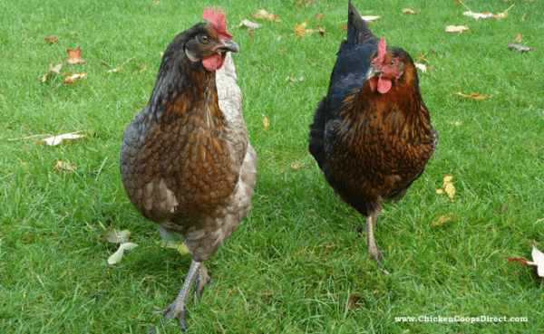 닭장에서 동물 보호: 초보자를 위한 완전한 가이드