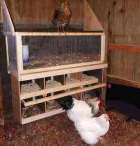 닭장에서 야생 조류 보호: 초보자를 위한 최고의 가이드