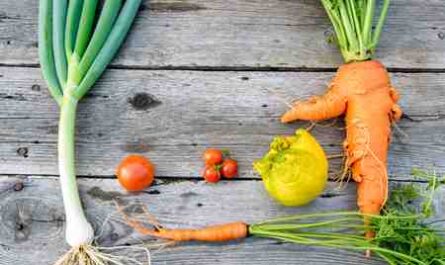 당근 재배: 가정 정원에서 유기농 당근 재배