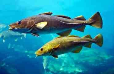 대서양 대구 물고기: 특성, 식단, 사육 및 용도