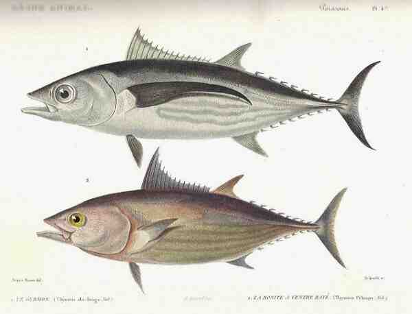 대서양 전갱이 물고기: 특성, 식단, 사육 및 용도
