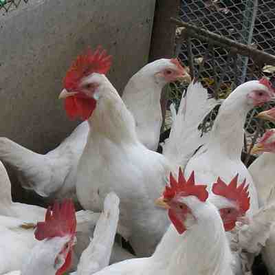 도킹하기 닭 농장: 초보자를 위한 사업 시작 계획