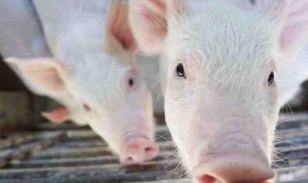 돼지 먹이기: 돼지 먹이는 방법(초보자용 안내서)