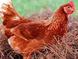 뒷마당 암탉의 장점: 뒷마당 닭의 놀라운 장점