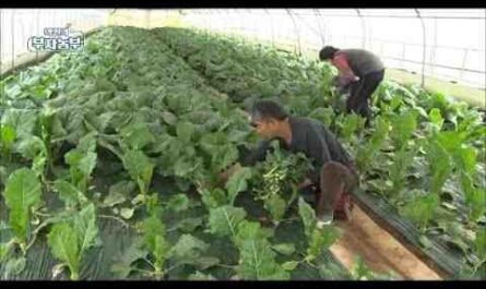 라피니 재배: 가정 정원에서 유기농 라피니 재배
