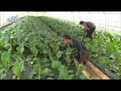 라피니 재배: 가정 정원에서 유기농 라피니 재배