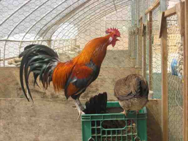 로즈 콤 닭 농장: 초보자를 위한 사업 시작 계획