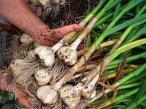 마늘 재배: 가정 정원에서 유기농 마늘 재배