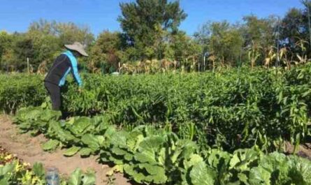 무 재배: 가정 정원에서 유기농 무 재배