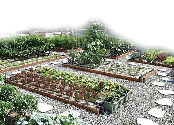 물 시금치 재배: 가정 정원에서 강콩을 재배하는 방법